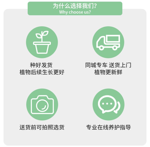 步步高发财树寓意怎么养护